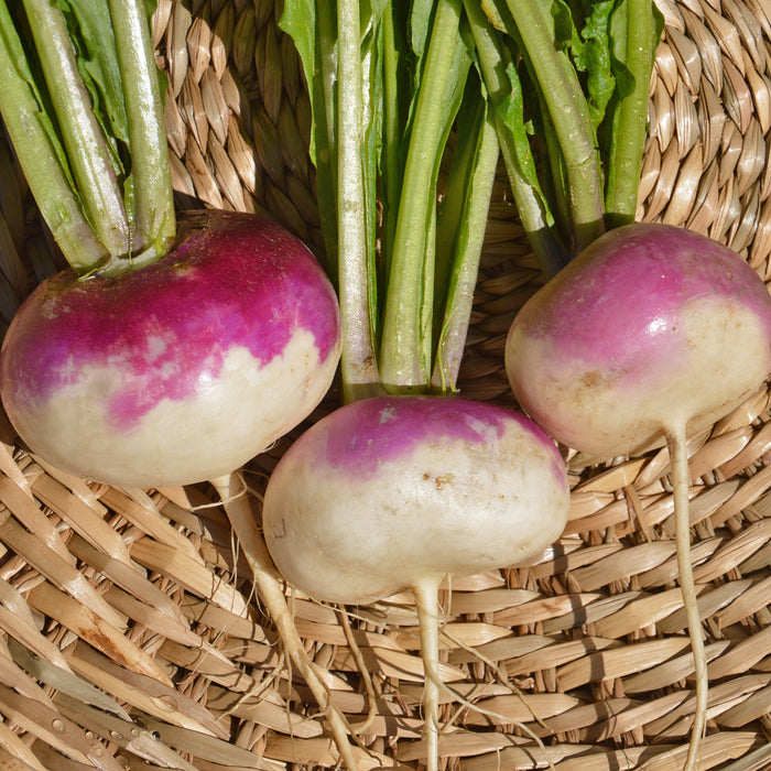 SEMENCES BIOLOGIQUES: NAVET À COLLET VIOLET