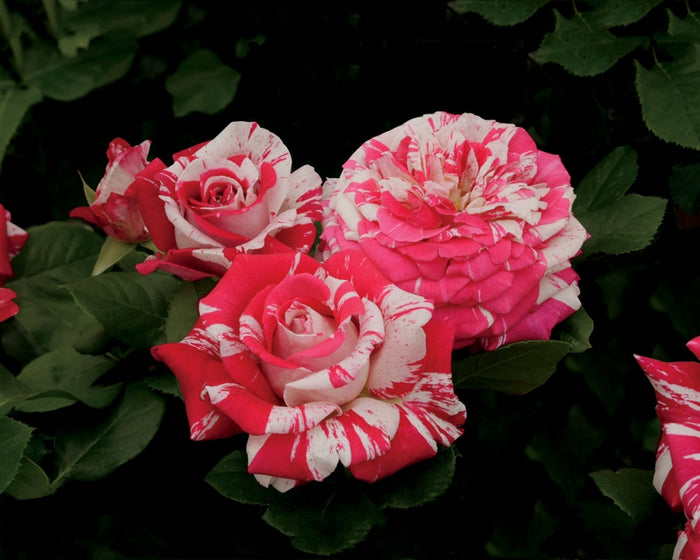 ROSA - NEIL DIAMOND