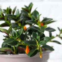 NEMATANTHUS NERVOSUS GOLDFISH