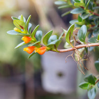 NEMATANTHUS NERVOSUS GOLDFISH