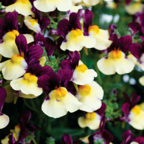 NEMESIA  ESCENTIAL