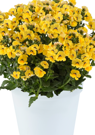 NEMESIA NESIA - INCA