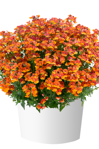 NEMESIA NESIA - TANGERINE