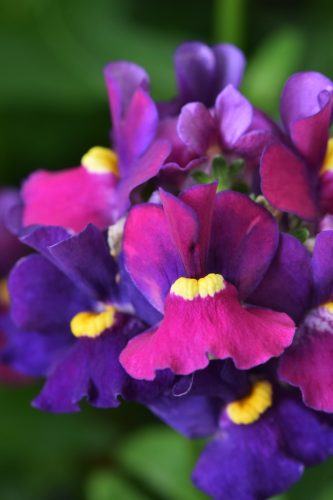 NEMESIA ESCENTIAL - BUMBLEBERRY