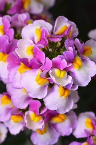 NEMESIA ESCENTIAL - PINKBERRY