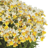 NEMESIA  ESCENTIAL