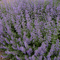 NEPETA X FAASSENII - WALKER'S LOW