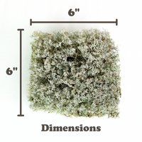 LICHEN - REVITA-MOSS (CLADONIA ARBUSCULA)