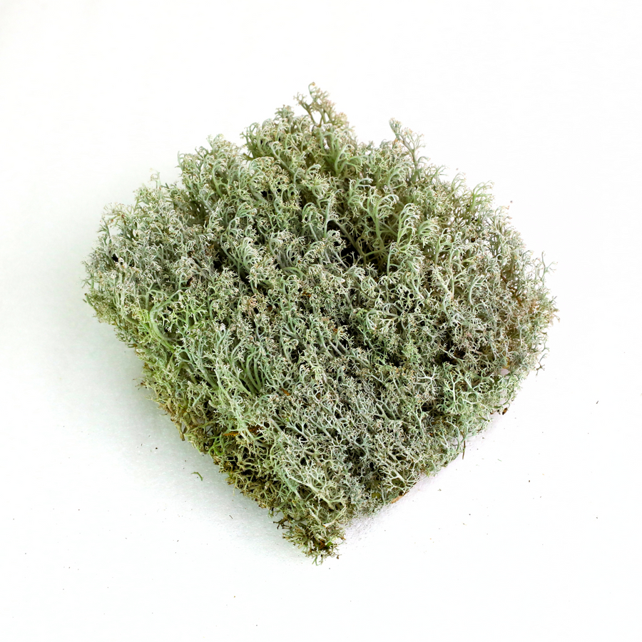 LICHEN - REVITA-MOSS (CLADONIA ARBUSCULA)