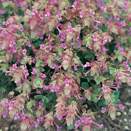 ORIGANUM ROTUNDIFOLIUM - KENT BEAUTY