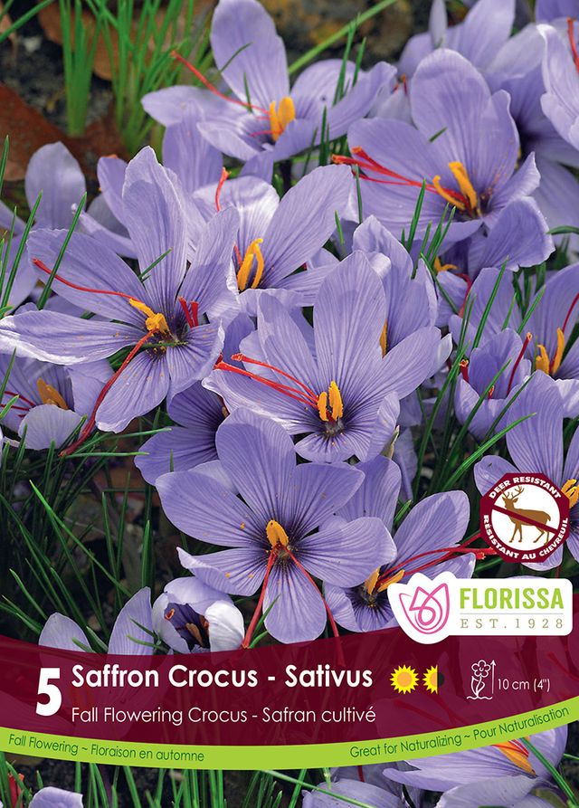 BULBES CROCUS - SATIVUS