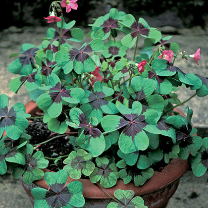 OXALIS TETRAPHYLLA - IRON CROSS
