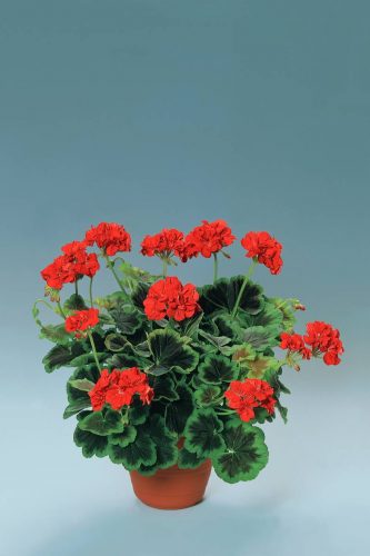 PELARGONIUM BROCADE - OCCOLD SHIELD
