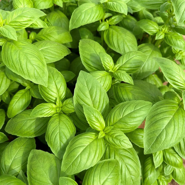 OCIMUM BASILICUM (BASILIC À GRANDES FEUILLES)