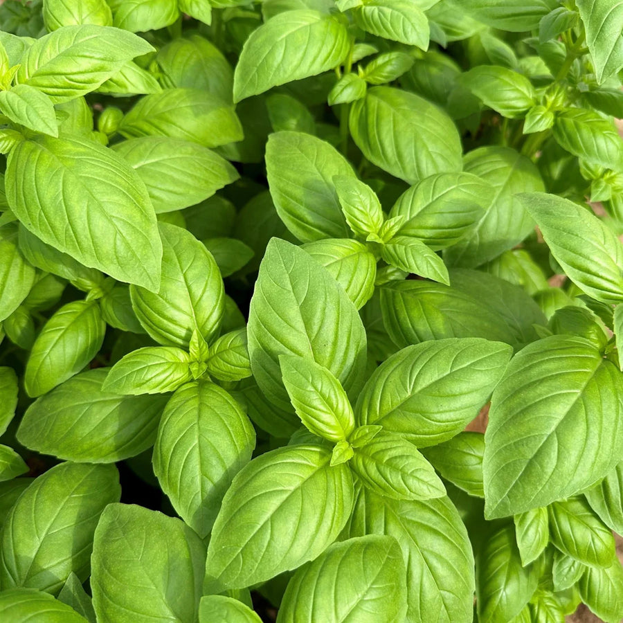 OCIMUM BASILICUM (BASILIC À GRANDES FEUILLES)