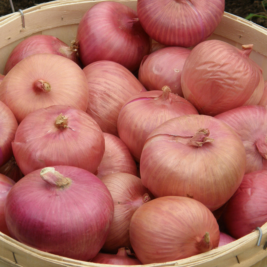 SEMENCES BIOLOGIQUES: OIGNON ROSSA DI MILANO