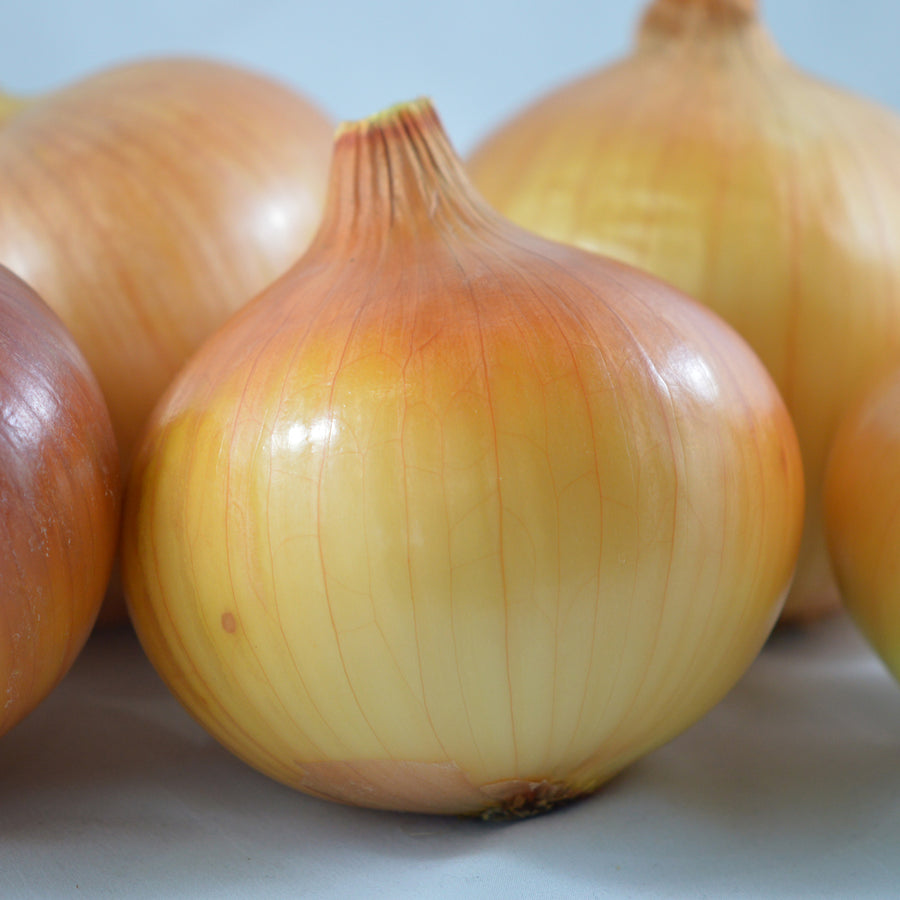 SEMENCES BIOLOGIQUES: OIGNON YELLOW OF PARMA