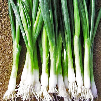 SEMENCES BIOLOGIQUES: OIGNON À BOTTELER PARADE