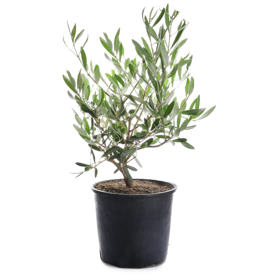 OLEA EUROPAEA