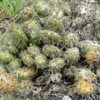 OPUNTIA FRAGILIS