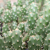 OPUNTIA FRAGILIS