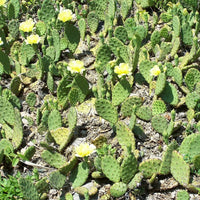 OPUNTIA HUMIFUSA
