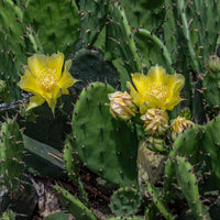 OPUNTIA CESPITOSA (HUMIFUSA)