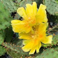 OPUNTIA CESPITOSA (HUMIFUSA)