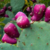 OPUNTIA CESPITOSA (HUMIFUSA)