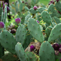 OPUNTIA CESPITOSA (HUMIFUSA)