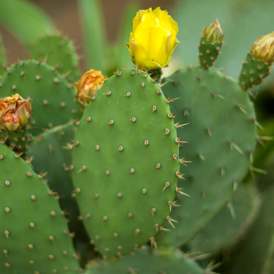 OPUNTIA HUMIFUSA