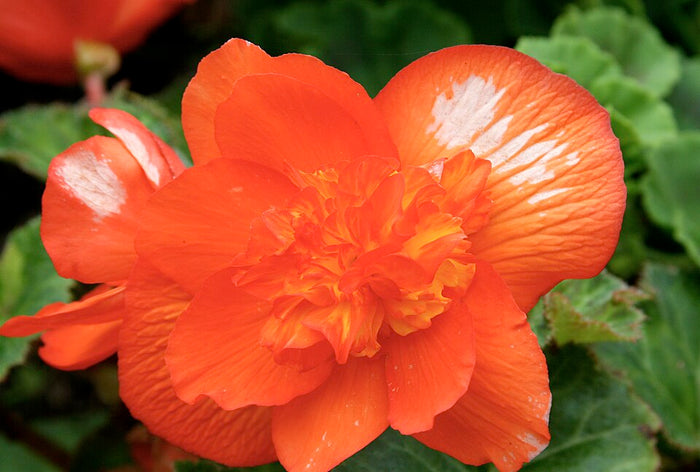 BEGONIA TUBEREUX ORANGE