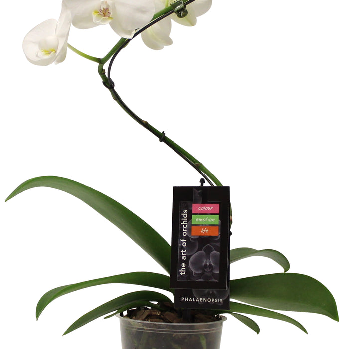 PHALAENOPSIS - HURRICANE