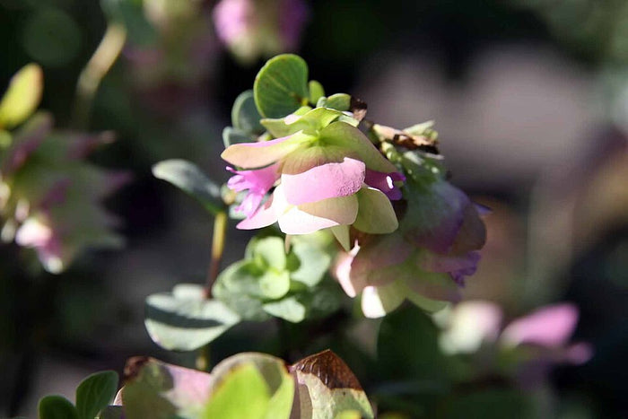 ORIGANUM ROTUNDIFOLIUM - KENT BEAUTY