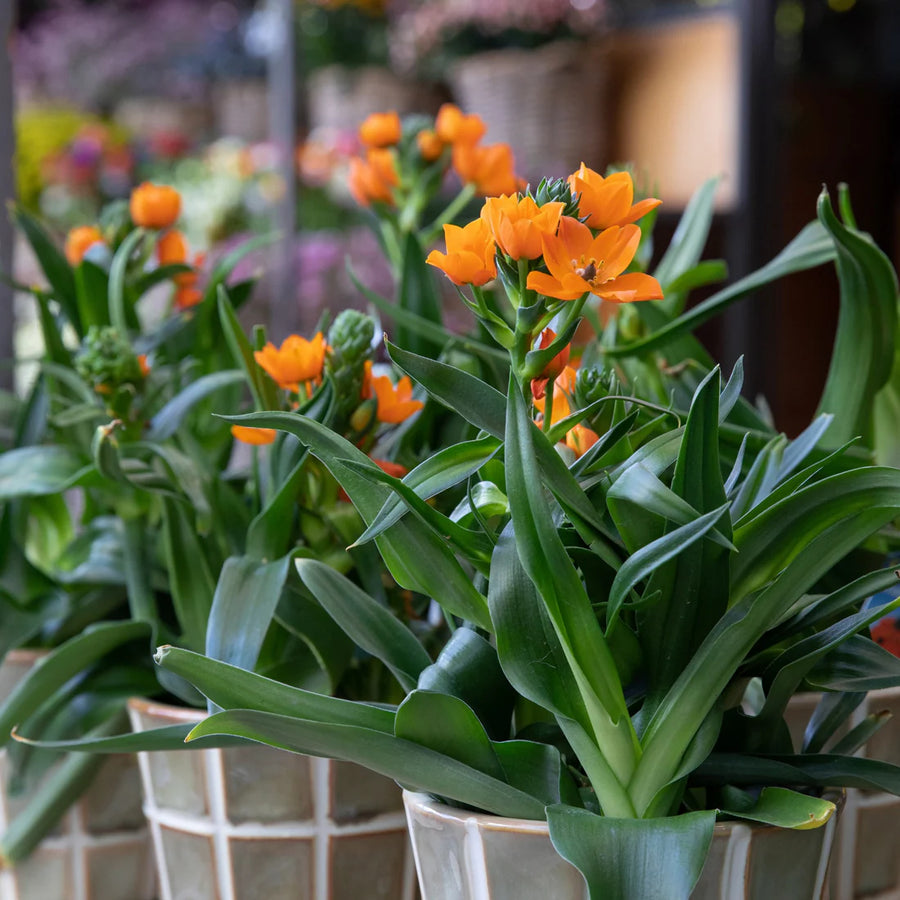 STAR OF BETHLEHEM - ORNITHOGALUM
