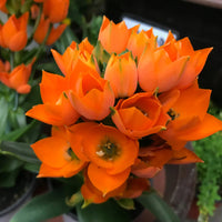 ORNITHOGALUM DUBIUM - ORNITHOGALE