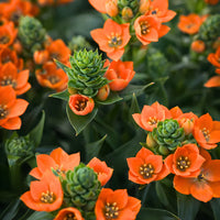 ORNITHOGALUM DUBIUM - ORNITHOGALE