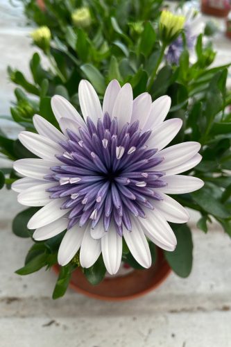 OSTEOSPERMUM 4D - BLUE ICE