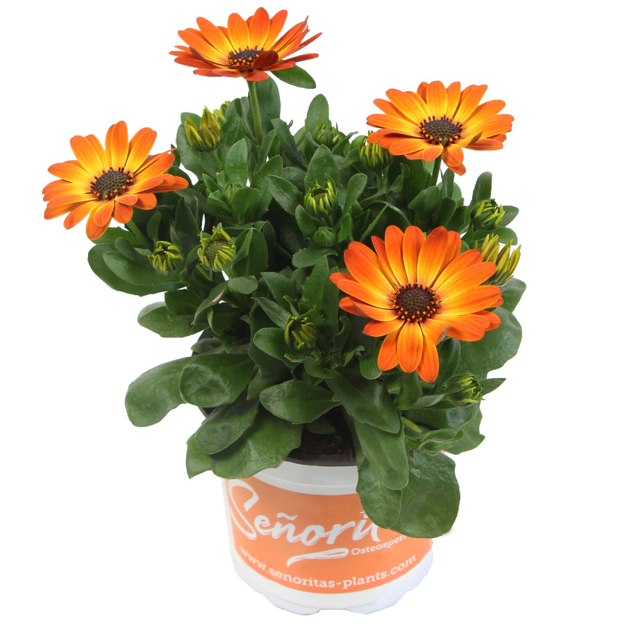 OSTÉOSPERMUM SENORITAS - AMALIA