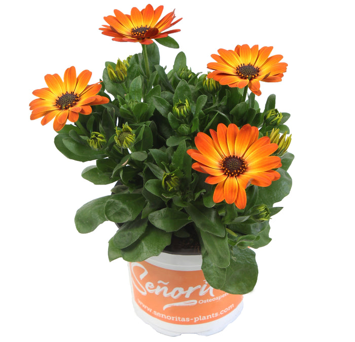 OSTÉOSPERMUM SENORITAS - AMALIA