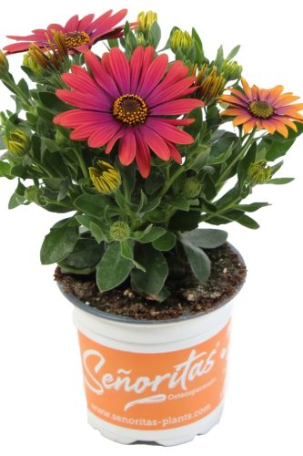OSTEOSPERMUM SENORITA - ANDREA