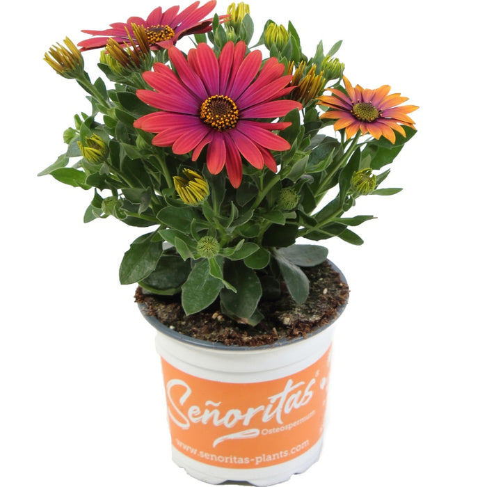 OSTÉOSPERMUM SENORITAS - ANDREA