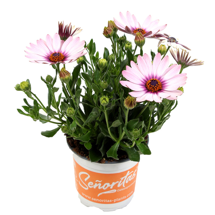 OSTÉOSPERMUM SENORITAS - QUINTY