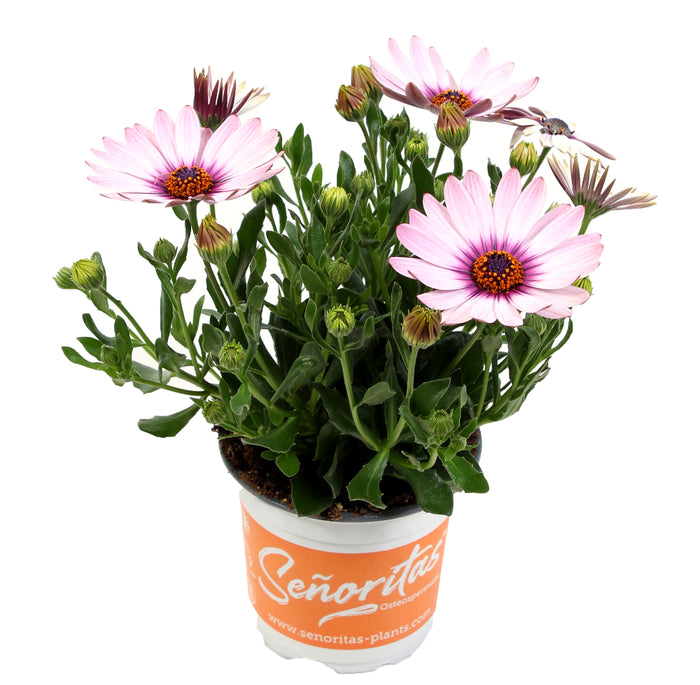 OSTÉOSPERMUM SENORITAS - QUINTY