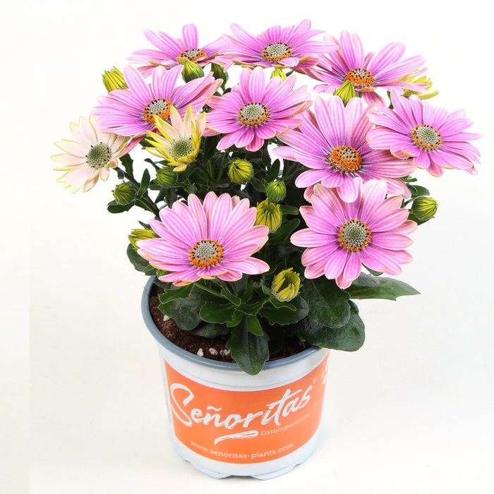 OSTÉOSPERMUM SENORITAS - ROSALIA