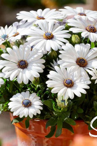 OSTEOSPERMUM SENORITA - BLANCA