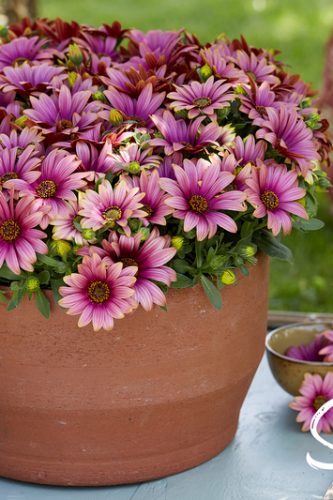 OSTEOSPERMUM SENORITA - HAVILAH