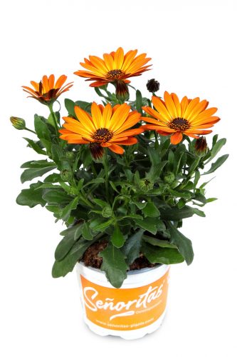 OSTEOSPERMUM SEÑORITA - LUCIA