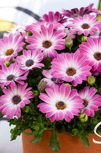 OSTEOSPERMUM SENORITA - MONICA