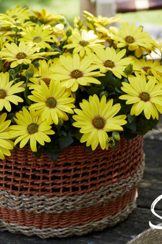 OSTEOSPERMUM SENORITA - SOLANA